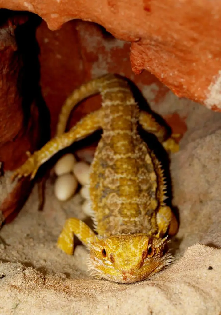 Bearded Dragons With Eggs