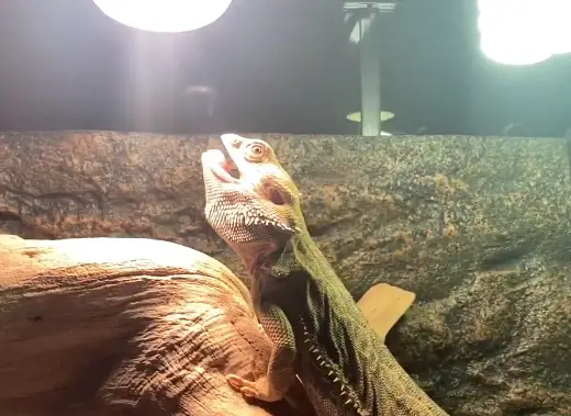 Bearded Dragon Basking