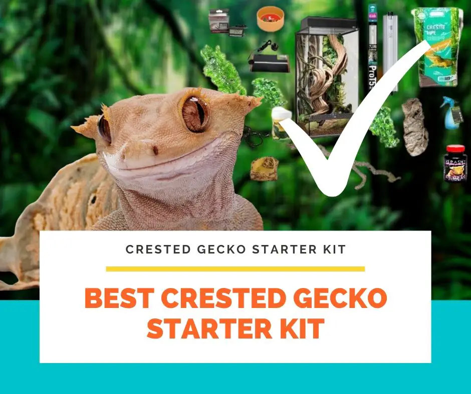 Best Crested Gecko Starter Kit