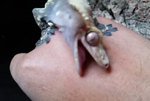 What To Do If Bitten by Your Crestie