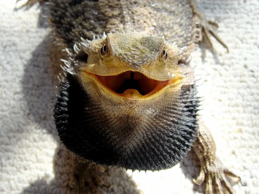 Bearded Dragon Black Beard