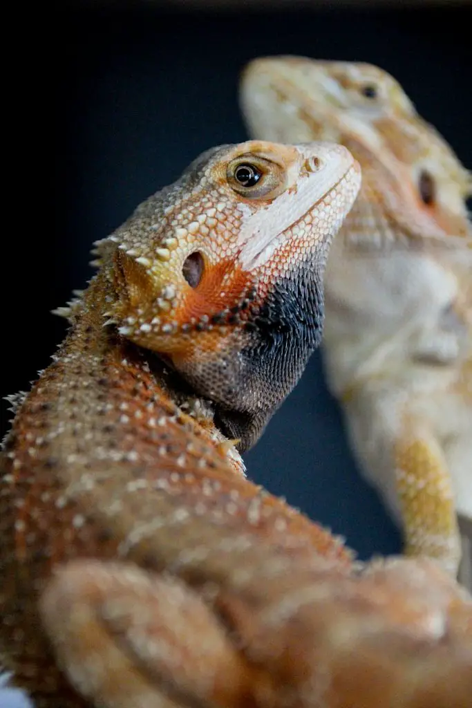 Bearded Dragon Black Beard May Be Due To Stress