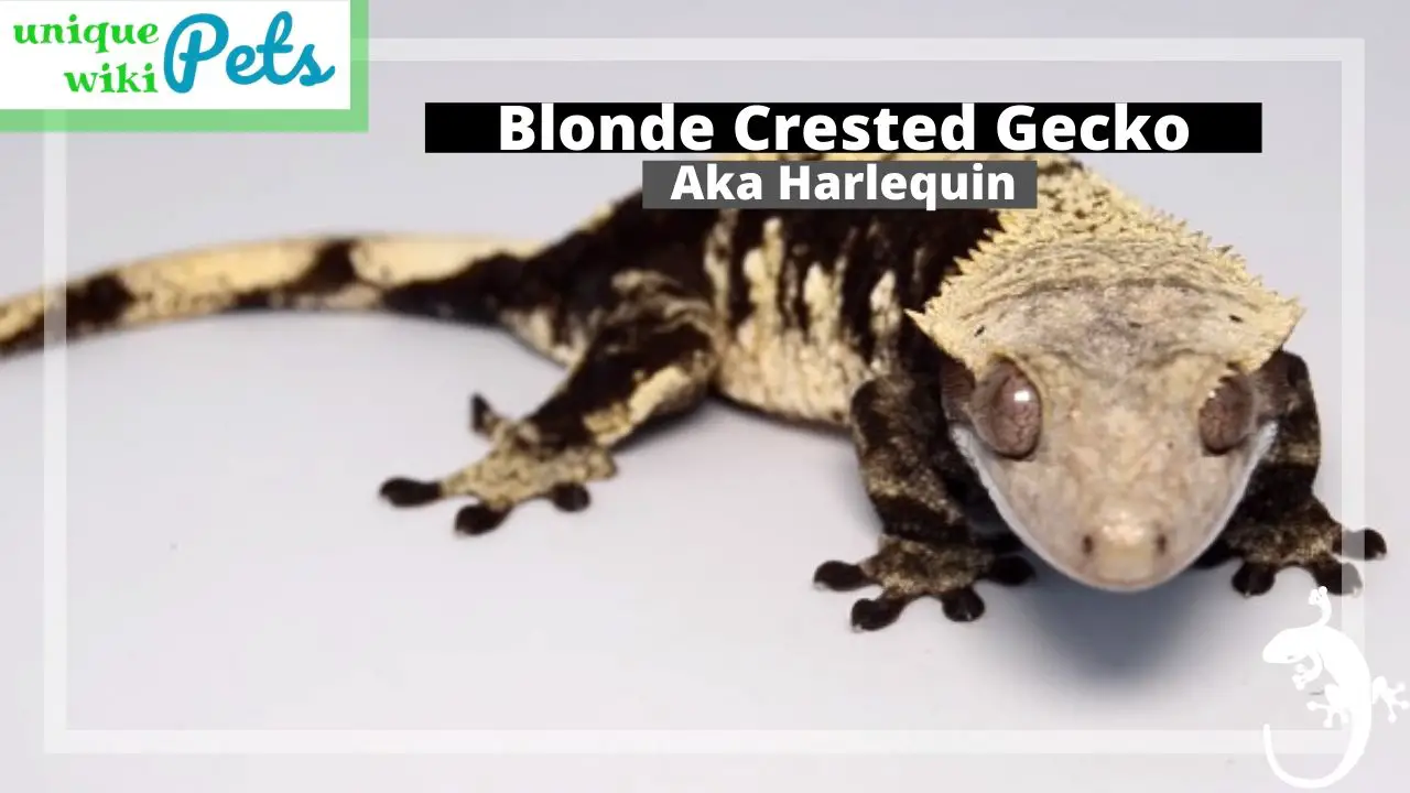 Blonde Crested Gecko