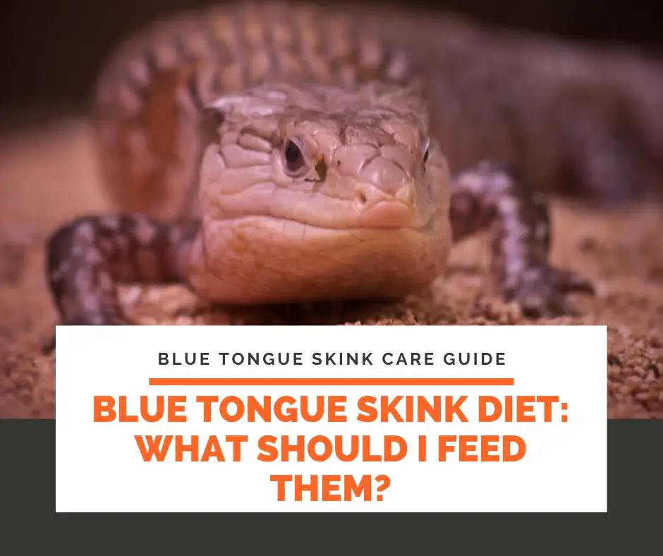 Blue Tongue Skink Diet: What Should I Feed Them?