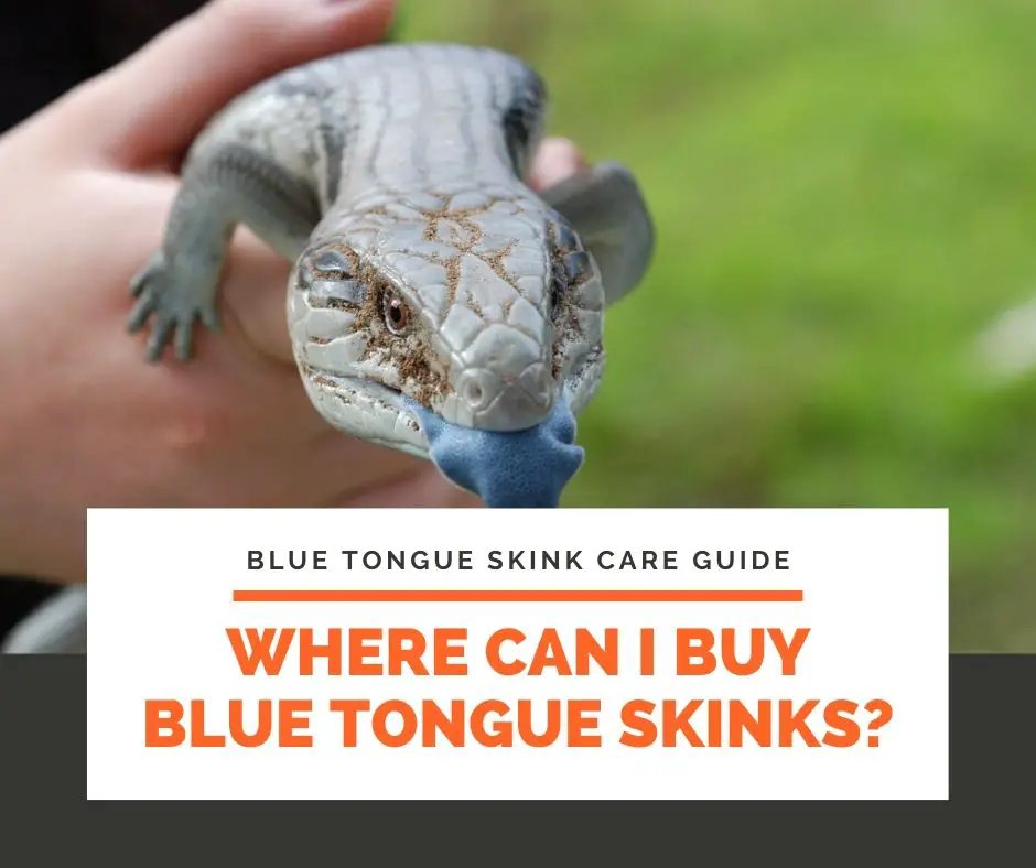 Where Can I Buy a Blue Tongue Skink?