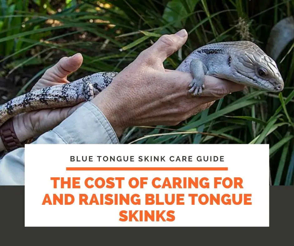 The Cost of Caring For and Raising Blue Tongue Skinks