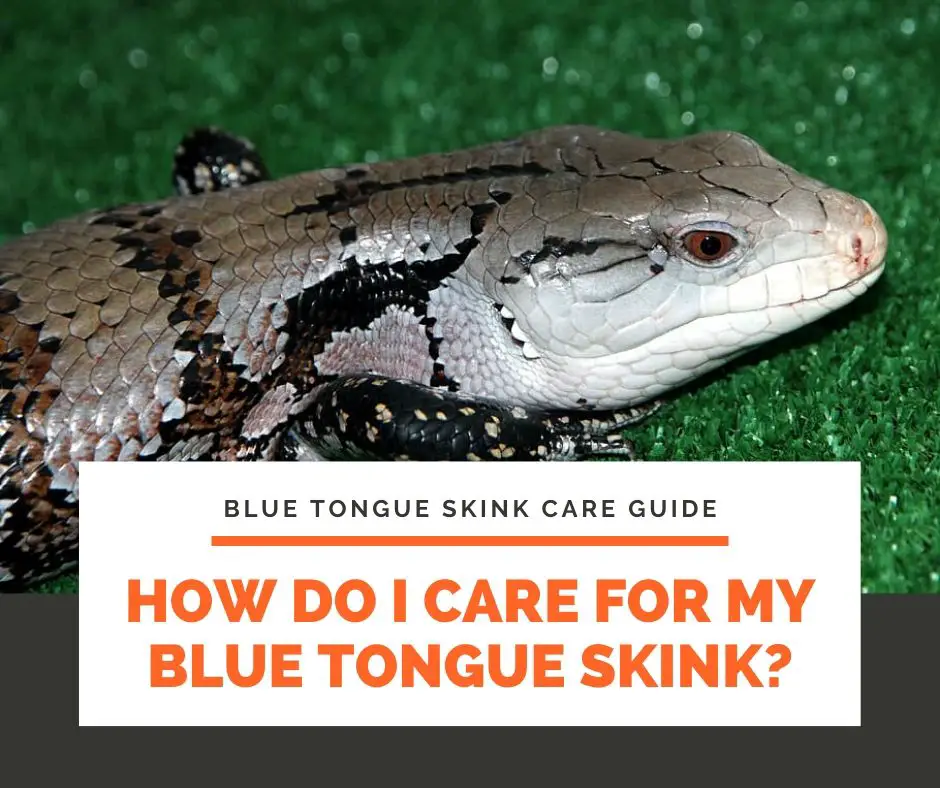 How Do I Care For My Blue Tongue Skink?
