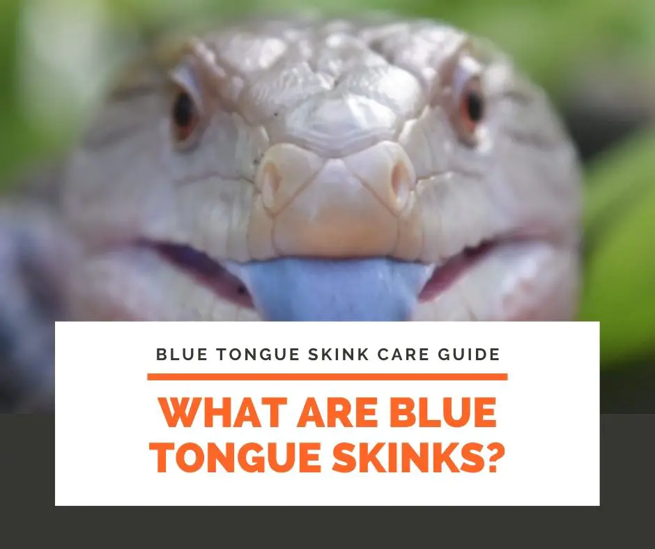 What Are Blue Tongue Skinks?