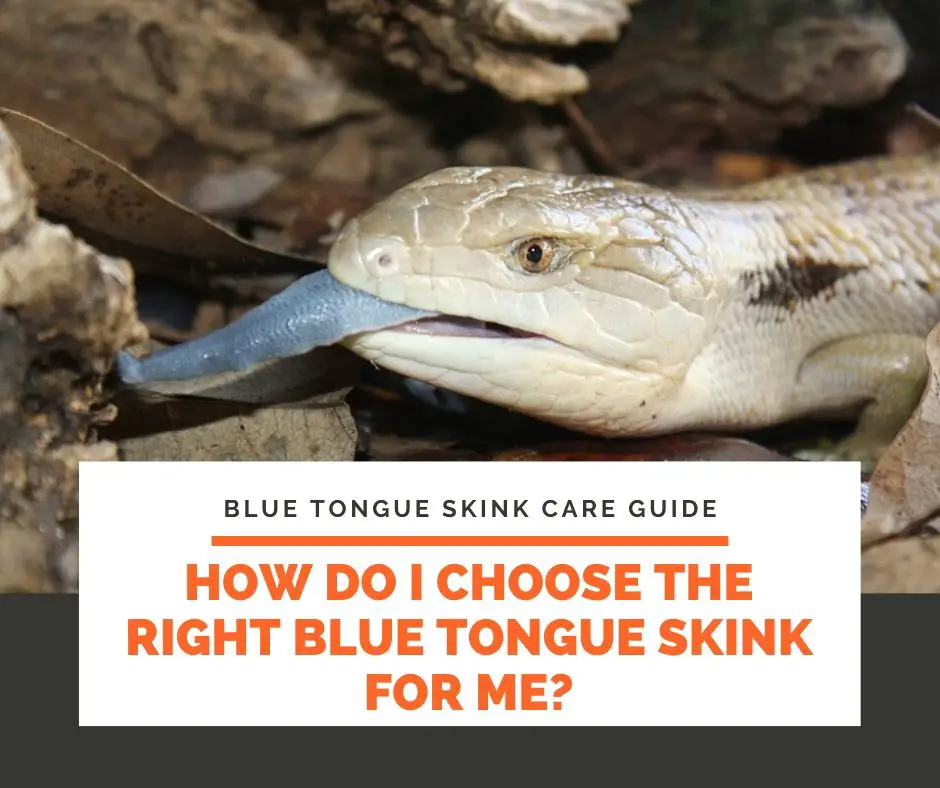 How Do I Choose The Right Blue Tongue Skink For Me?