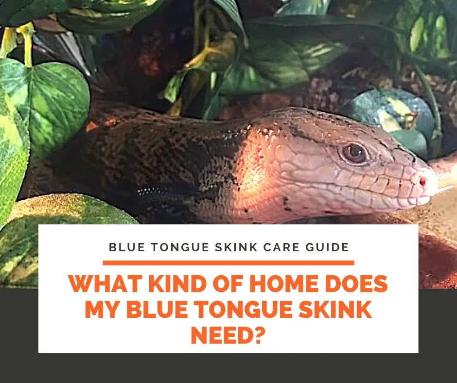 What Kind of Home Does My Blue Tongue Skink Need?