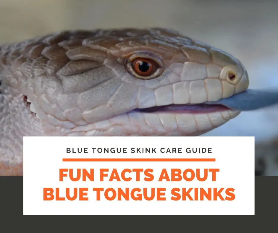 Fun Facts about Blue Tongue Skinks