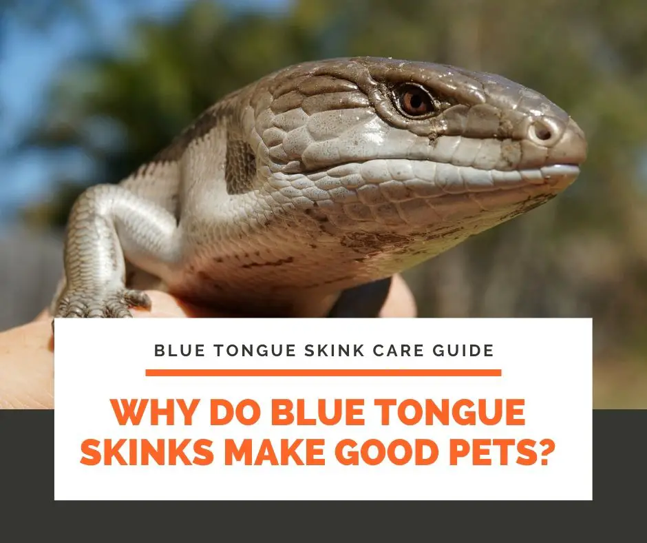 Why Do Blue Tongue Skinks Make Good Pets?