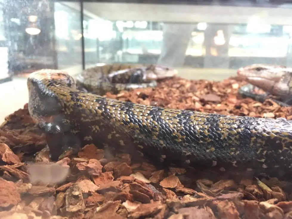blue tongue skinks in enclosure