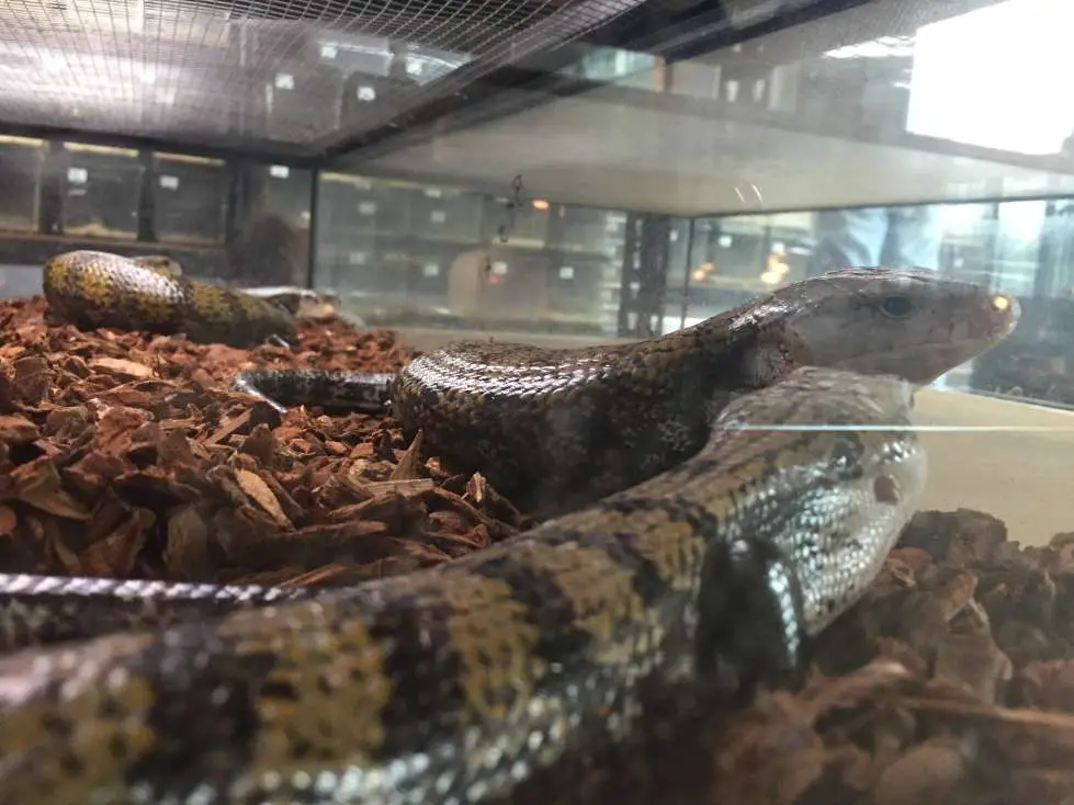 Blue Tongue skinks are hardy in captivity