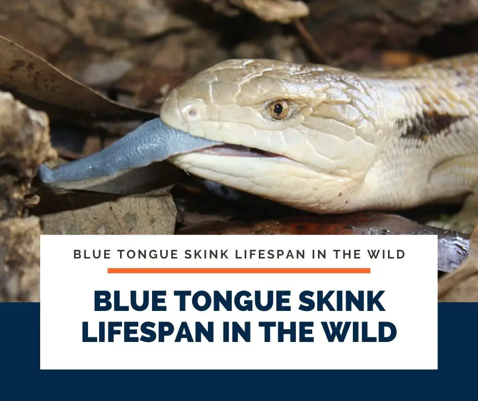 Blue Tongue Skink Lifespan In The Wild