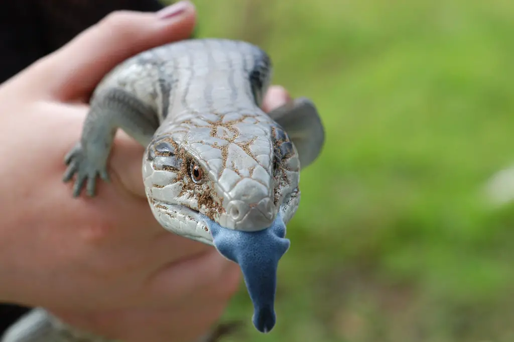Activities for Blue Tongue Skink