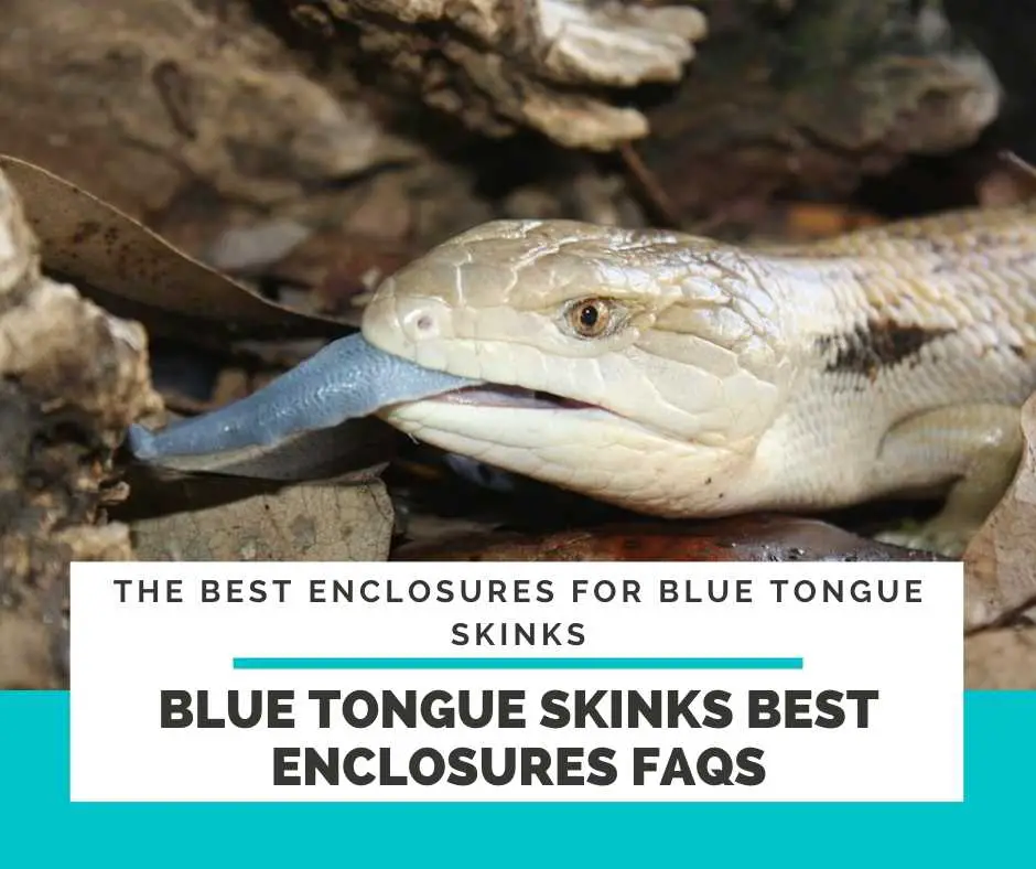 Blue Tongue Skinks Best Enclosures FAQs