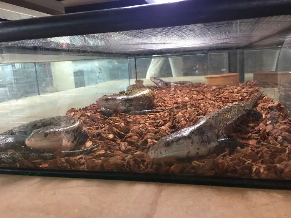 blue tongue skinks in tank