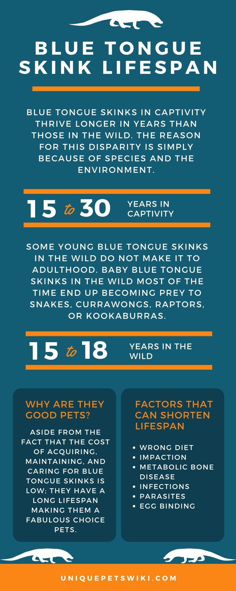 Blue Tongue Skink Lifespan Infographic