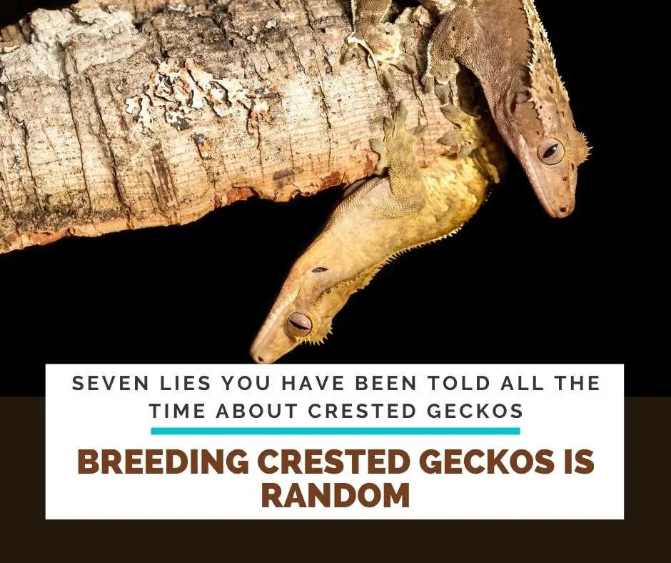Breeding Crested Geckos Is Random