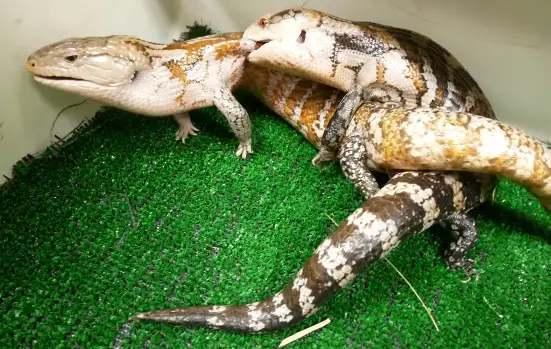 Blue Tongue Skinks Mating