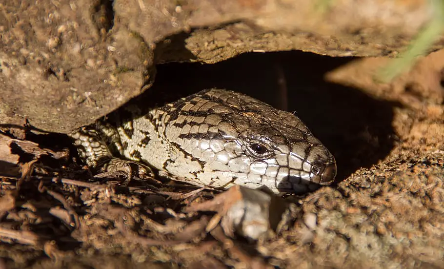 Hiding Blue Tongue Skink