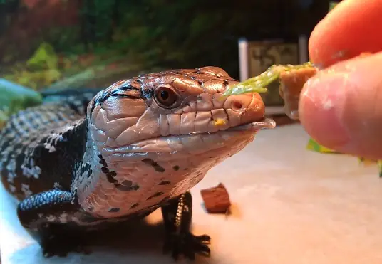 Blue Tongue Skink Force Feeding