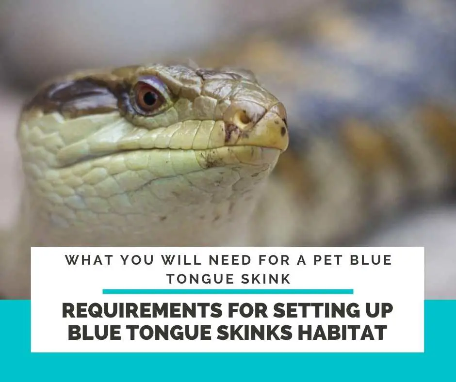 Requirements For Setting Up Blue Tongue Skinks Habitat