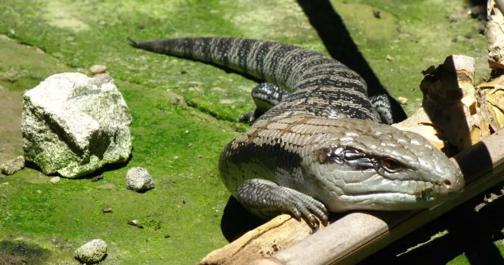 Blue Tongue Skink Poop Smells