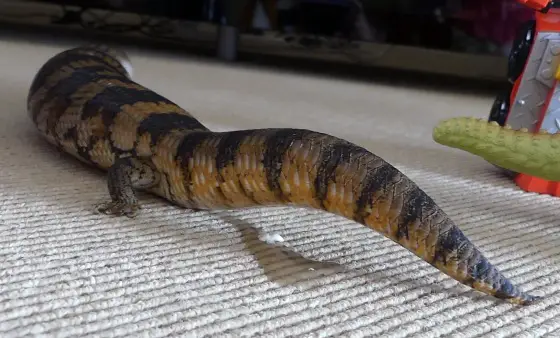 Blue Tongue Skink Pee