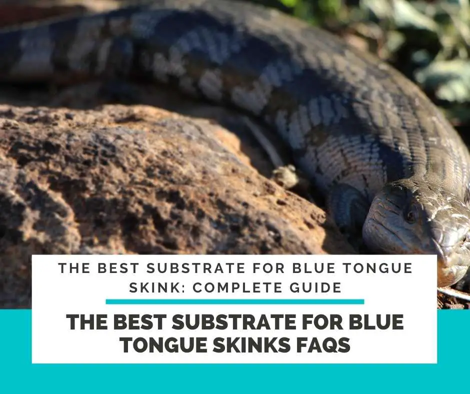 The Best Substrate For Blue Tongue Skinks FAQs