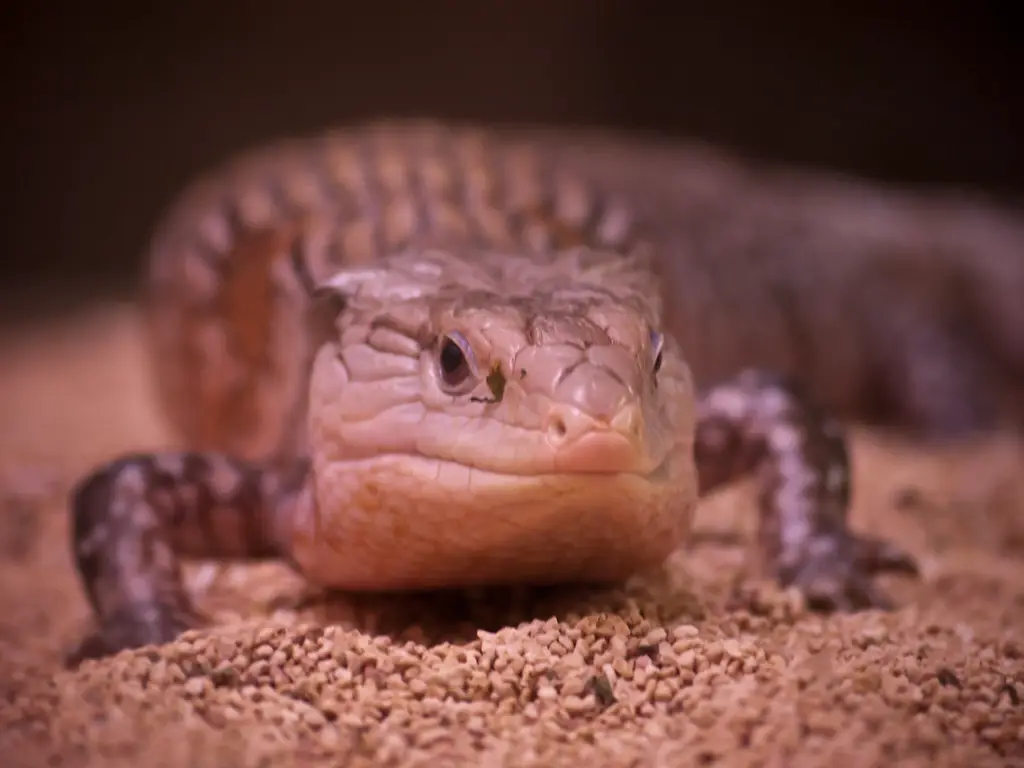 Blue Tongue Skink Substrate