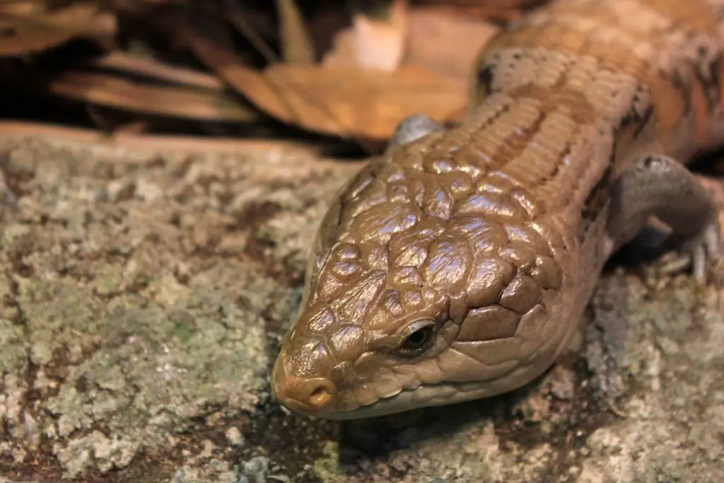 How long do blue tongue skinks go without food? 