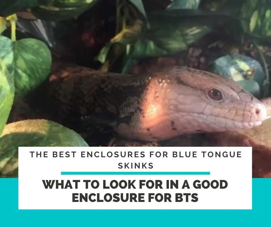 Buyers Guide: What To Look For In A Good Enclosure For Blue Tongue Skink