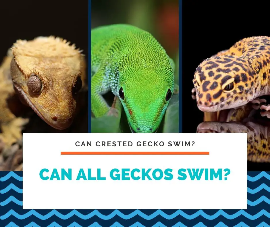 Can All Geckos Swim?