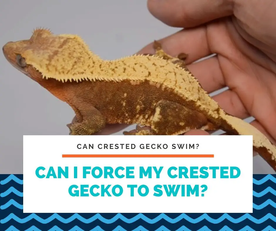 Can I Force My Crested Gecko To Swim?
