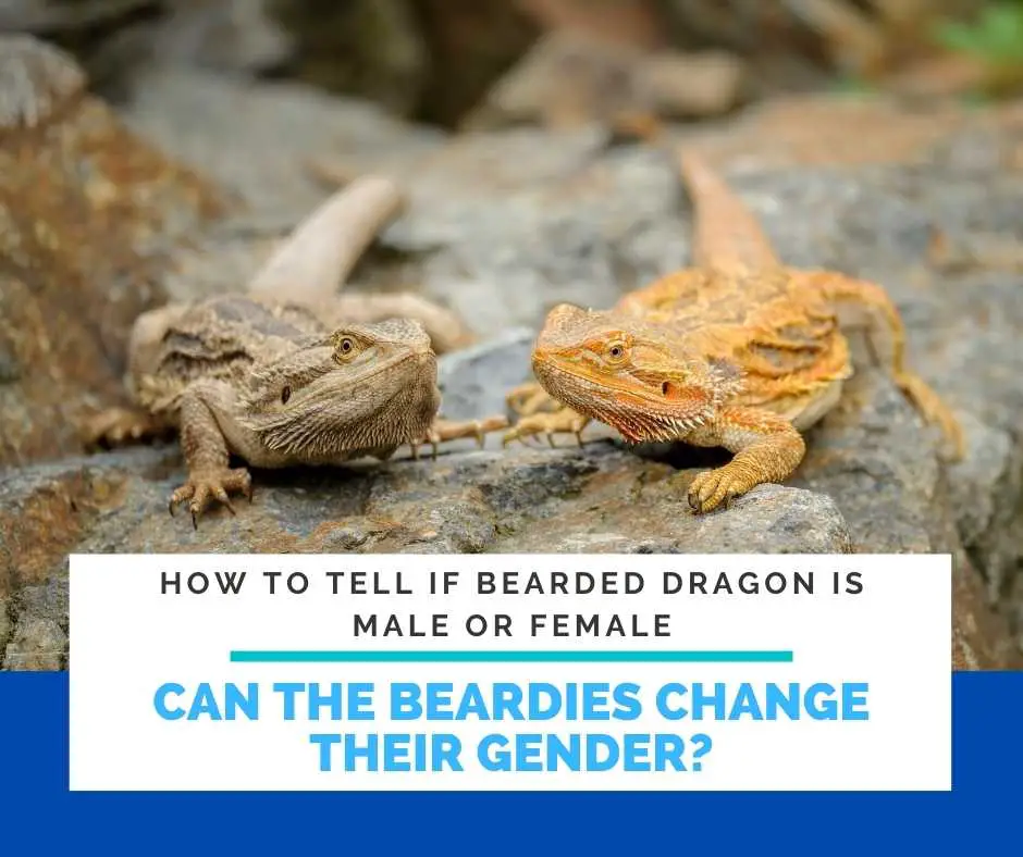 Can The Beardies Change Their Gender?