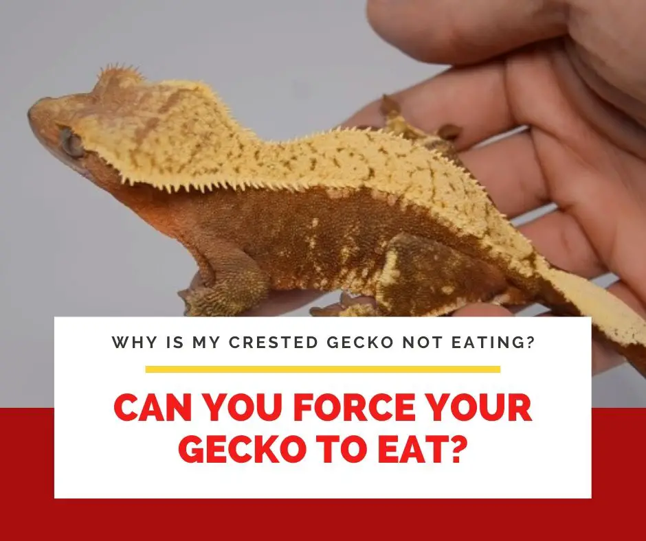 Can You Force Your Gecko To Eat?