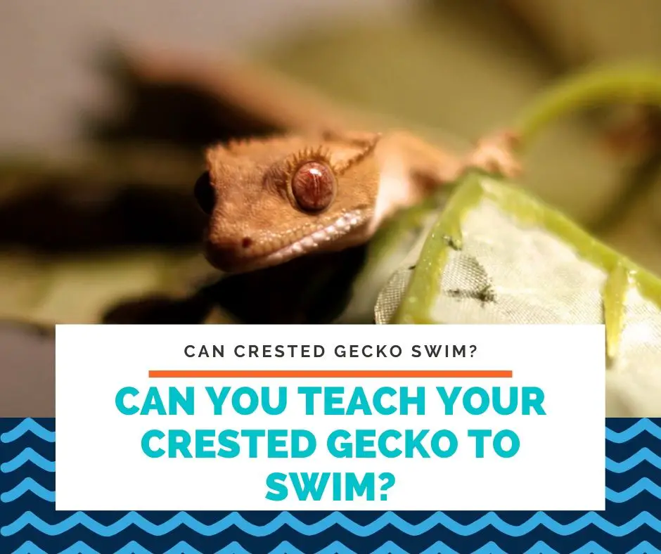 Can You Teach Your Crested Gecko To Swim?