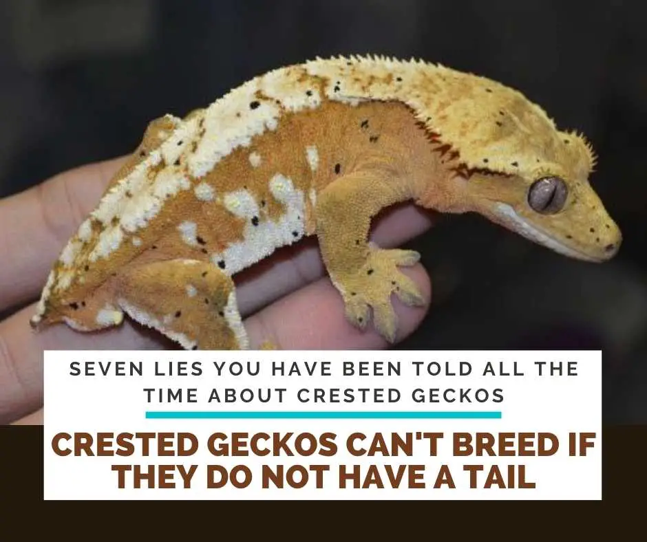 Crested Geckos Can't Breed If They Do Not Have A Tail