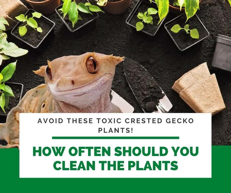 How Often Should You Clean the Plants