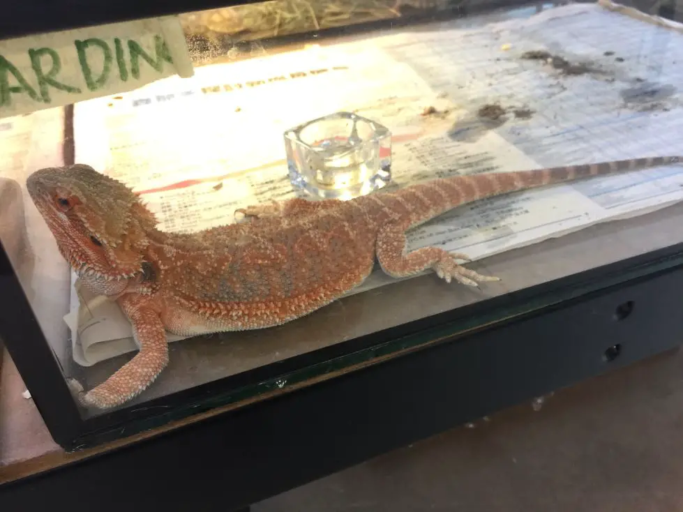 Bearded Dragon Standard Morph