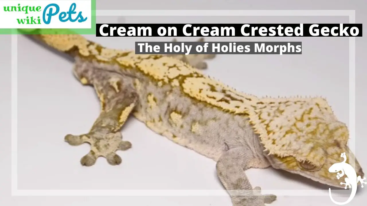 Cream On Cream Crested Gecko