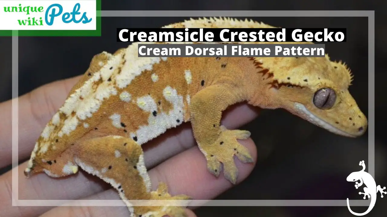 Creamsicle Crested Gecko