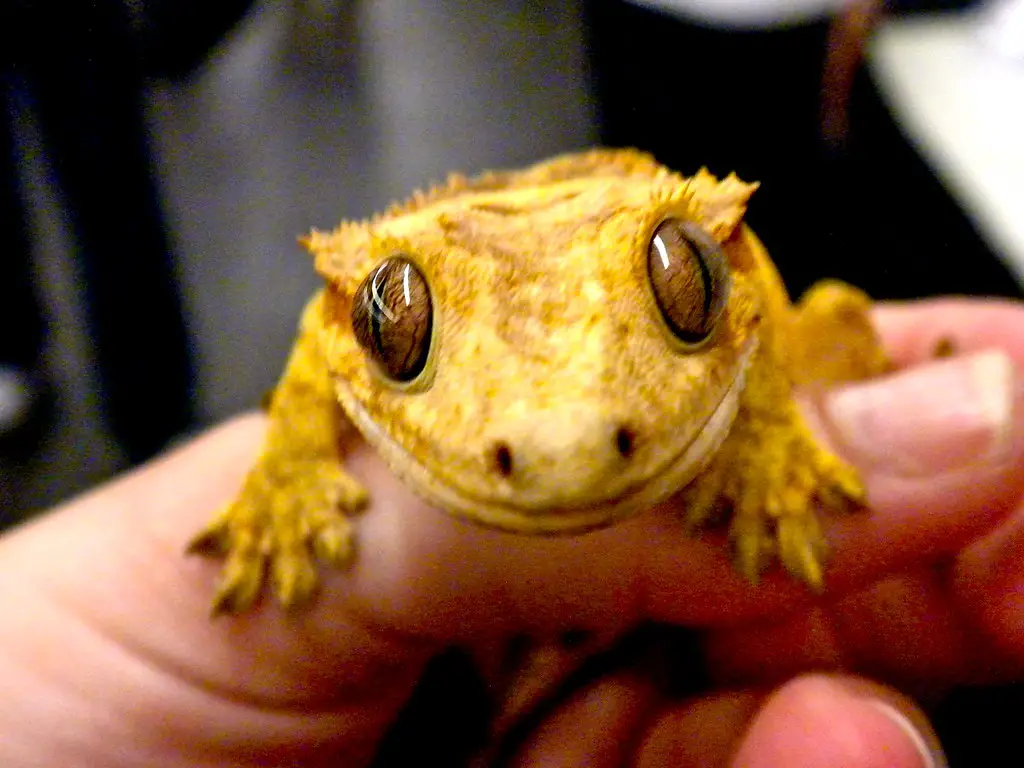 Crested Gecko