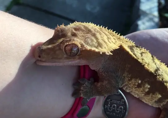 crested gecko bite