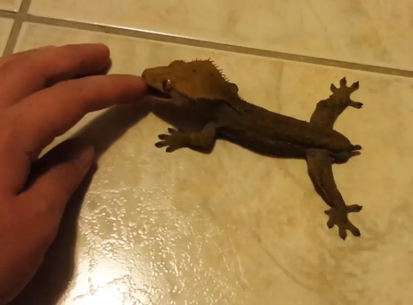 Crested Gecko Biting