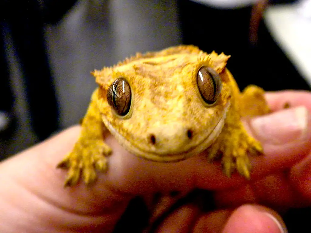 Crested Geckos Are Good Pets