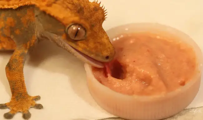 Excited Crested Gecko Eating