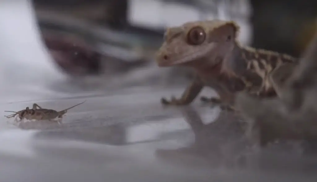 What Insects Can Crested Geckos Eat?